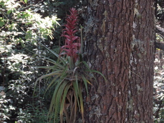 Tillandsia borealis