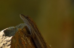 Anolis quercorum