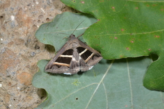 Grammodes bifasciata