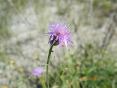 Centaurea odessana