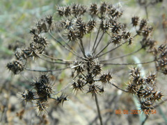 Astrodaucus littoralis