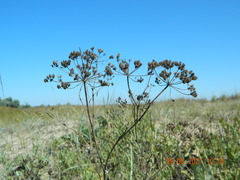 Astrodaucus littoralis