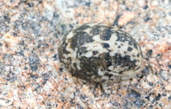 Nerita albicilla