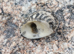 Nerita albicilla