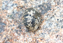 Nerita albicilla