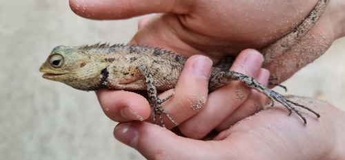 Indian Garden Lizard — seen at this dive site