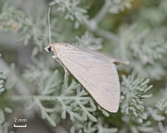 Lithostege infuscata