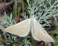 Lithostege narynensis