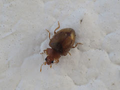 Rhyzobius litura