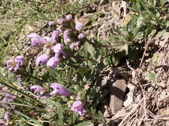 Dracocephalum diversifolium