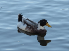 Anas platyrhynchos domesticus