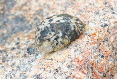 Nerita albicilla