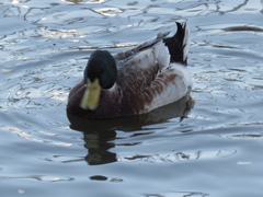 Anas platyrhynchos domesticus