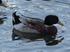 Anas platyrhynchos domesticus