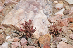 Aphyllon corymbosum corymbosum