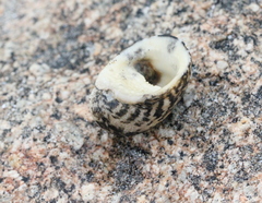Nerita albicilla