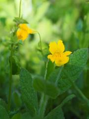 Erythranthe corallina