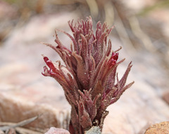 Aphyllon corymbosum corymbosum