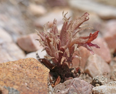 Aphyllon corymbosum corymbosum