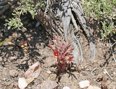 Aphyllon corymbosum corymbosum