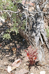 Aphyllon corymbosum corymbosum