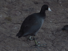 Fulica americana