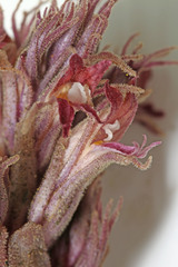 Aphyllon corymbosum corymbosum