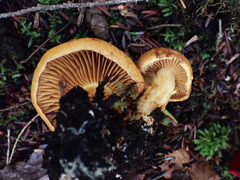 Leprocybe