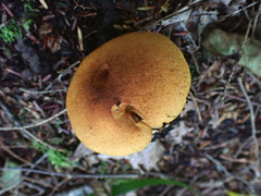 Leprocybe