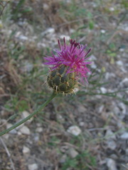 Centaurea carduiformis