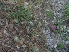 Centaurea carduiformis