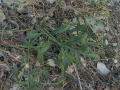 Centaurea carduiformis