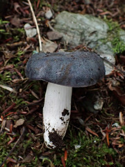 Russula redolens