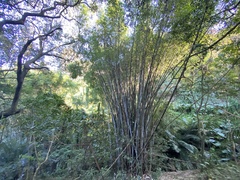Bambusa dolichoclada