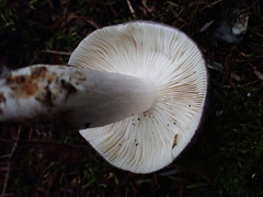 Russula redolens