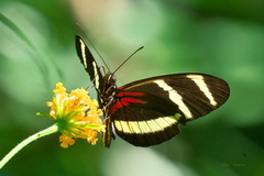 Heliconius hewitsoni