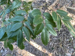 Dalbergia benthamii