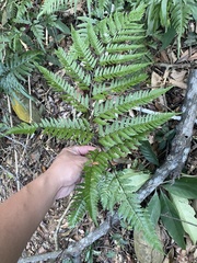 Dryopteris sordidipes