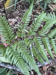 Dryopteris sordidipes