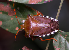 Hemiptera