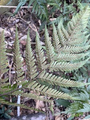 Dryopteris sordidipes