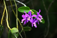 Cattleya harrisoniana