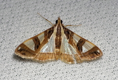Glyphodes sycina
