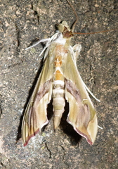 Agathodes musivalis