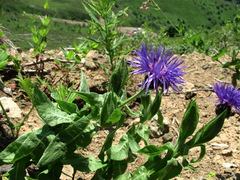 Centaurea nigrofimbria