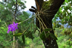 Cattleya harrisoniana