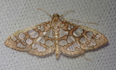 Nausinoe
