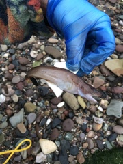 Gaidropsaridae