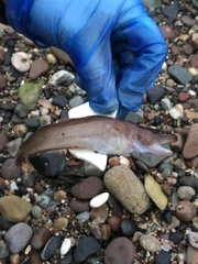 Gaidropsaridae