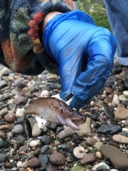 Gaidropsaridae